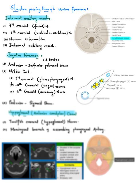 Solution Posterior Cranial Fossa Of Cranial Cavity Anatomy Studypool