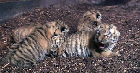 Tiger Cubs Receive First Check-Ups at Zoo