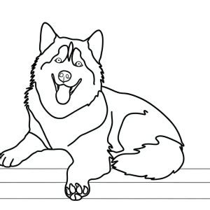 Coloriage D Un Husky R Aliste T L Charger Ou Imprimer Gratuitement