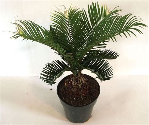 Cycas Revoluta King Sago Palm Cycad Plantvine