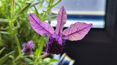 Beautiful French Lavender Lavandula Pedunculata Lawenda Francuska