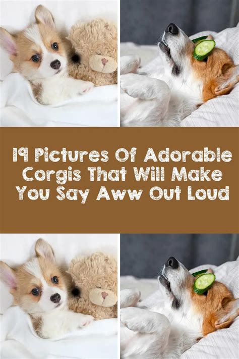 19 Pictures Of Adorable Corgis That Will Make You Say Aww Out Loud Artofit