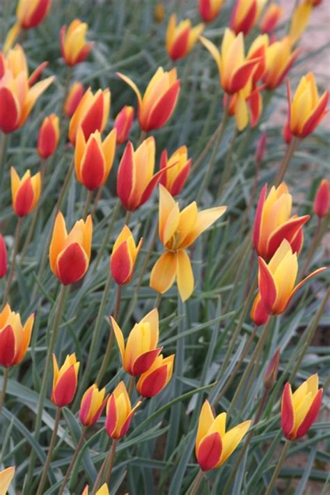 Tulipa Clusiana Var Tubergens Gem