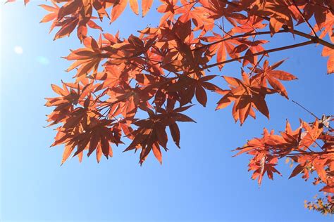 autumn leaves red  photo  pixabay