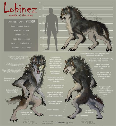 Werewolf Anatomy