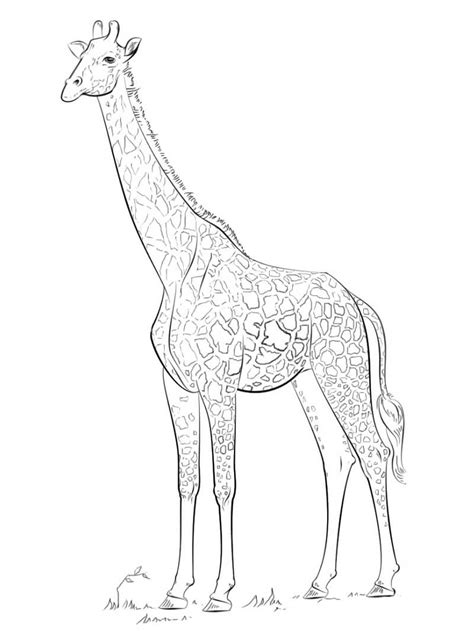 Desenhos De Girafa Ador Vel Para Colorir E Imprimir Colorironline