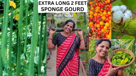 Extra Long Sponge Gourd Jumbo Brinjal