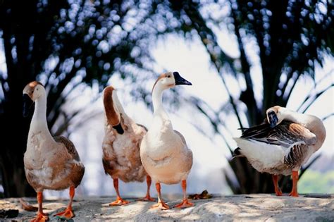 Un Grupo De Patos Est N De Pie Juntos En Una Playa Foto Premium