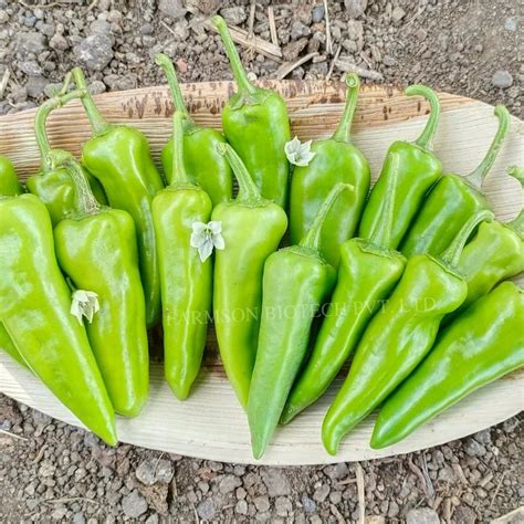 F1 Hybrid Chili Seeds Vegetable At Rs 640 Pack In Ankleshwar ID