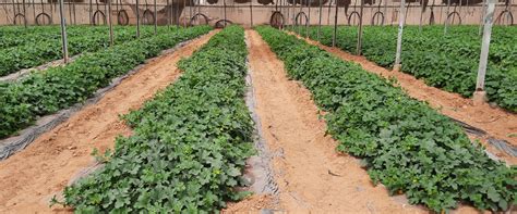 Watermelon Biobee South Africa