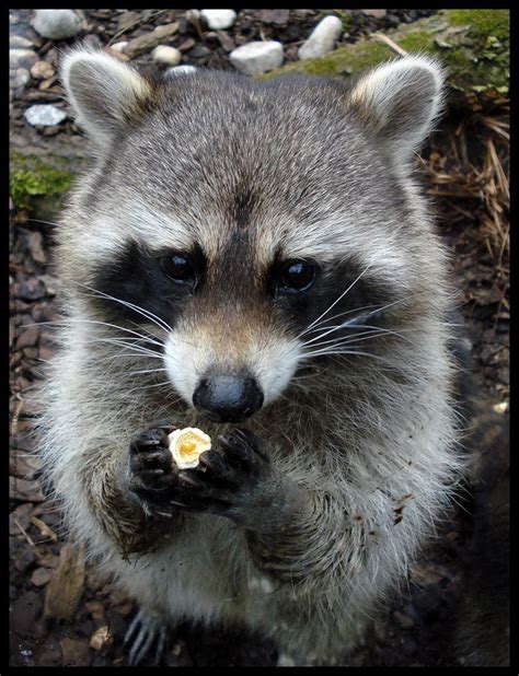 What Do Baby Racoons Eat In The Wild Lenard Conover