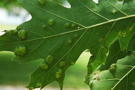 Common Disease Pests Of Oak In North Carolina