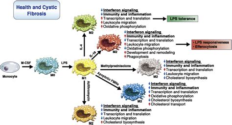 Macrophage Polarization Reaching Across The Aisle Journal Of