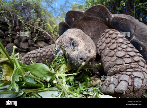 A Galapagos Giant Tortoise Geochelone Elephantopus Feeding On Santa