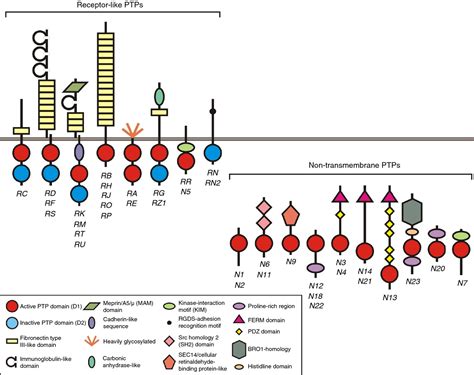 Proteintyrosine Phosphatases A New Frontier In Platelet Signal