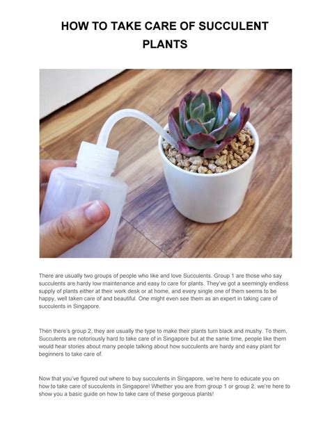 HOW TO TAKE CARE OF SUCCULENT PLANTS by Succulent Succulents - Issuu