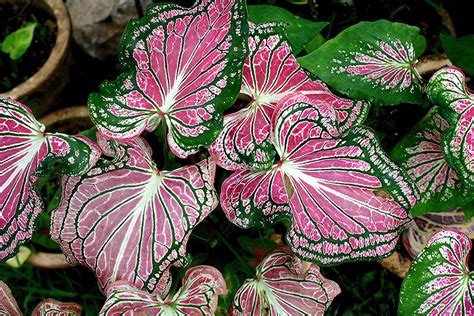 Caladium Bicolor Aiton Vent Hort Mom Che Puteh S Garde Flickr