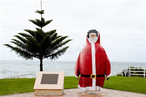 Penguin Tasmania Editorial Stock Image Image Of Christmas 90172804