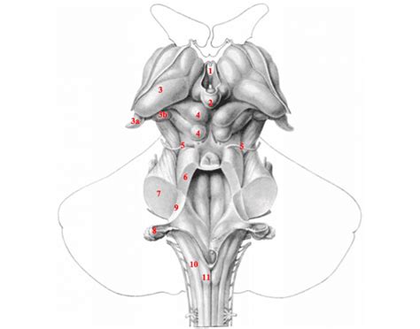 Truncus Cerebri Posteriort — Printable Worksheet