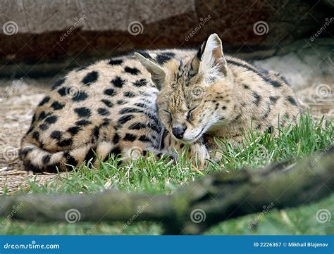 Serval 1 Stock Image Image Of Serval Rare Species Jump 2226367