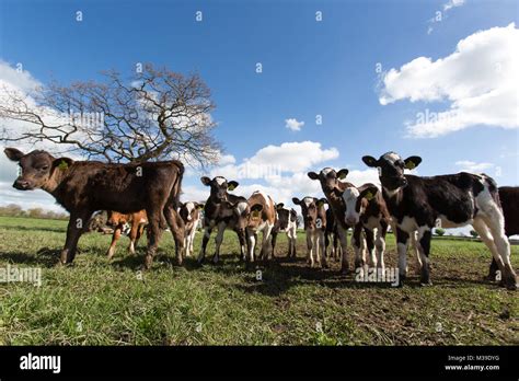 Village Of Handley England Picturesque Spring View Of Calves Grazing