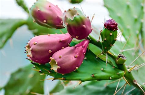 5 plantes d intérieur qui se plaisent face au soleil direct