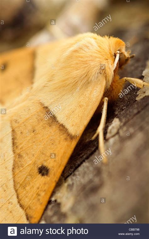 Scalloped Oak Crocallis Elinguaria Moth Stock Photo Alamy