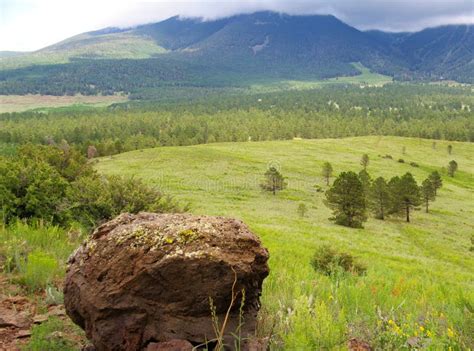 Hart Prairie San Francisco Peaks Stock Photo Image Of Hart National