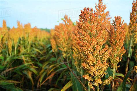 Agriculture Mature Harvest Ready Crop Of Grain Sorghum Milo Near