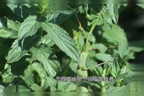 螳螂和蝎子哪个更厉害？10秒过后，结果毫无悬念蝎子结果螳螂