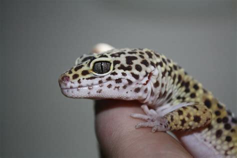 Como Cuidar De Um Gecko Leopardo