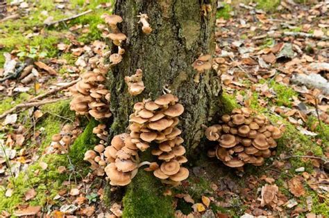 Comment Tuer Un Champignon Sur Un Arbre Mamansanta