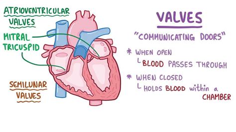 Normal heart sounds: Video, Causes, & Meaning | Osmosis