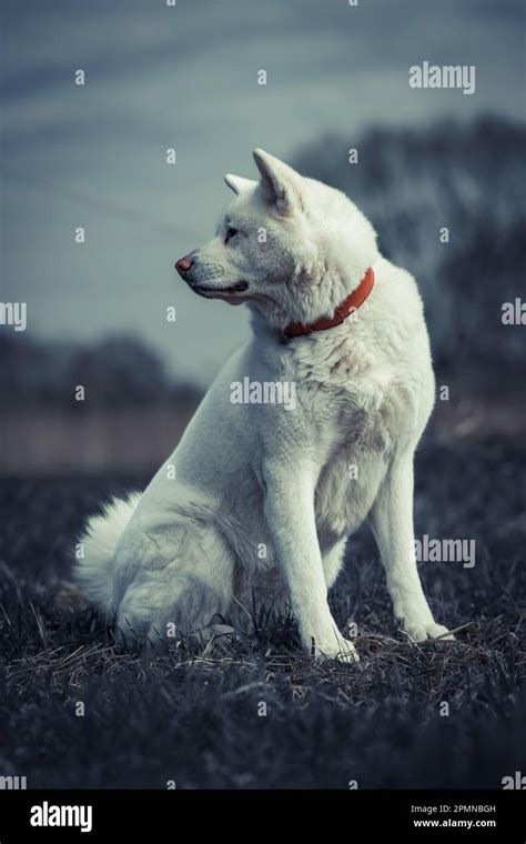 Akita Inu Japanese Akita Adult Brindle Portrait Stock Photo Alamy