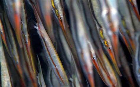 razorfish pictures