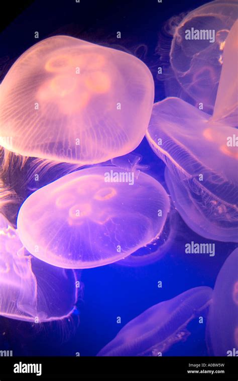 Jellyfish Swimming Floating Stock Photo Alamy