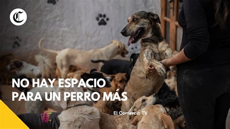 Albergues Para Perros En Lima En Emergencia VideosEC YouTube