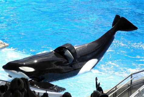 La orca Corky 50 años espantosos en un tanque de concreto PETA