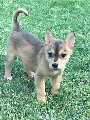 Mesa AZ Shiba Inu Meet DAIL 2 MO SHIBA INU A Pet For Adoption