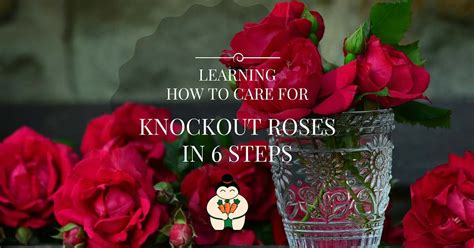 Learning How to Care for Knockout Roses in 6 Steps - Sumo Gardener