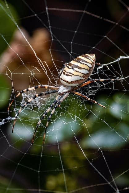 Premium Photo The Eightlegged Marvel An Indepth Portrait Of A Spiders Silkspinning Mastery