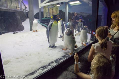 SEA LIFE Sydney Aquarium Penguin Expedition - Adventure, baby!