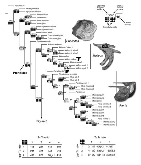 A Partial View Of The Most Parsimonious Tree Based On The Analysis Of Download Scientific