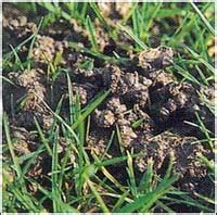 Worms And Your Lawn Lawnscience