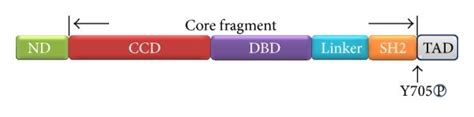 Structure Of Stat The Six Domains Of Stat Are N Terminal Domain