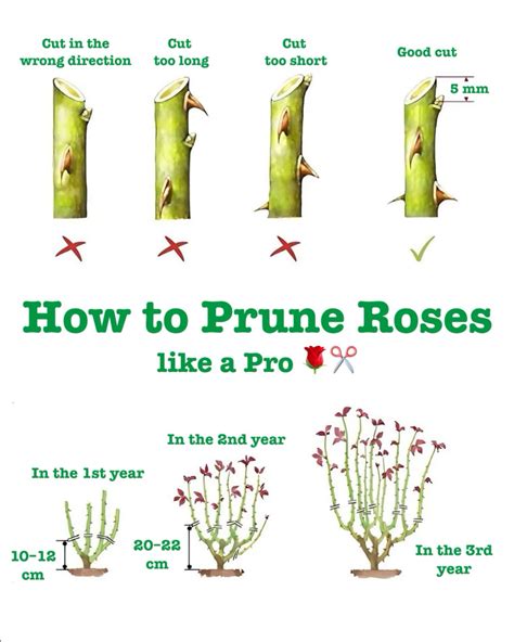 prune roses  fuller blooms  essentials  rose pruning