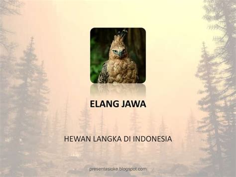 Elang Jawa | PPT