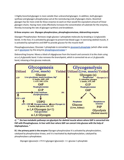 Biochem Assignment Notes Highly Branched Glycogen Is More Soluble