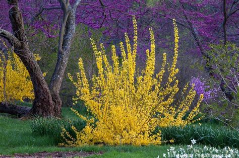 Azirbuild Yellow Flowering Bush Spring 10 Best Flowering Trees And