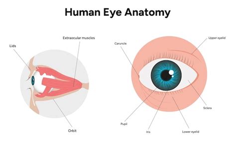 Menselijk Oog Anatomie Medisch Diagram Structuur Van Het Menselijk Oog